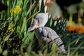 African shoebill, whale-headed stork, or shoe-billed stork