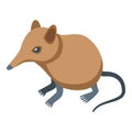 African shrew icon isometric vector. Mammal animal