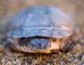 African Side-necked Turtle Royalty Free Stock Photo