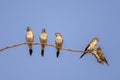 The African Silverbill, Lonchura cantans