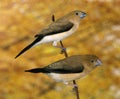 African Silverbill, lonchura cantans, Females standing on Branch