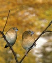 African Silverbill, lonchura cantans, Females standing on Branch