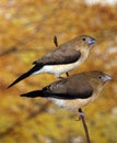 AFRICAN SILVERBILL lonchura cantans, PAIR STANDING ON BRANCH