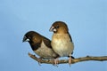 African Silverbill, lonchura cantans, Pair standing on Branch