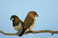 African Silverbill, lonchura cantans, Pair standing on Branch