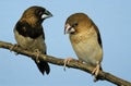 African Silverbill, lonchura cantans, Pair standing on Branch