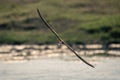 African skimmer crosses river with diagonal wings