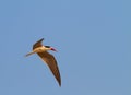 African Skimmer