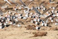 The African skimmer Rynchops flavirostris, skimmer flock and gulls over the african river bank. Big flock of birds in africa