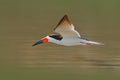 African Skimmer, Rynchops flavirostris, in fly. Action wildlife scene in African nature. Flying tern. Beautiful black and white