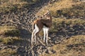 African small antilope in Serengeti