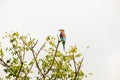 African small bird standing on top of a branch