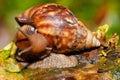 African snail - madagascar. AAfrica wildlife