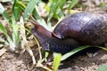 African snail - madagascar