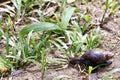 African snail - madagascar
