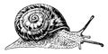 African Snail, vintage illustration