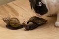 African snails Achatina at home with the cat sniffs them