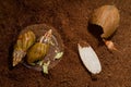 African snails Achatina at home