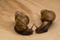 African snails Achatina at home