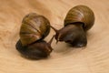 African snails Achatina at home