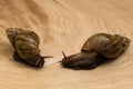 African snails Achatina at home