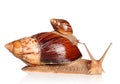 African snails crawling Royalty Free Stock Photo