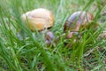 African snails in the grass