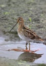 African Snipe Royalty Free Stock Photo