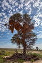 African sociable weaver big nest on tree