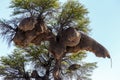 African sociable weaver big nest on tree