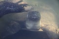 African softnecked turtle - Dalyan