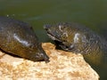 African softshell turtles (Trionyx triunguis) Royalty Free Stock Photo