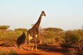 African Southern giraffe