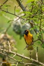 African southern masked weaver Ploceus velatus perched on a branch. Yellow birds with black head with red eye, Kibale Forest Nat