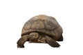 African species of tortoise, turtle Centrochelys sulcata isolated on the white background Royalty Free Stock Photo