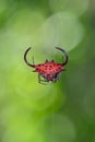 African Spiny orb-weaver - Gasteracantha falcicornis