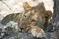 African Spirit (Etosha NP, Namibia)