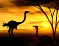 African Spirit - The Ostriches