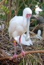 African Spoonbill