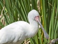 African Spoonbill