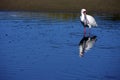 African Spoonbill