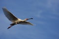 African Spoonbill.