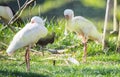 African spoonbill