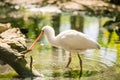 African spoonbill bird standing in water in zoo Royalty Free Stock Photo