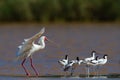 African Spoonbill chasing a group of Pied Avocets.