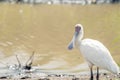 African spoonbill closeup standing on riverbank in nairobi national park in kenya,africa.