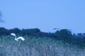 AFRICAN SPOONBILL AND GREY HERON TAKING OFF