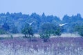 AFRICAN SPOONBILL AND GREY HERON TAKING TO THE SKY