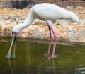 African Spoonbill Royalty Free Stock Photo