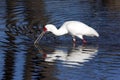 African Spoonbill - Okavango Delta - Botswana Royalty Free Stock Photo